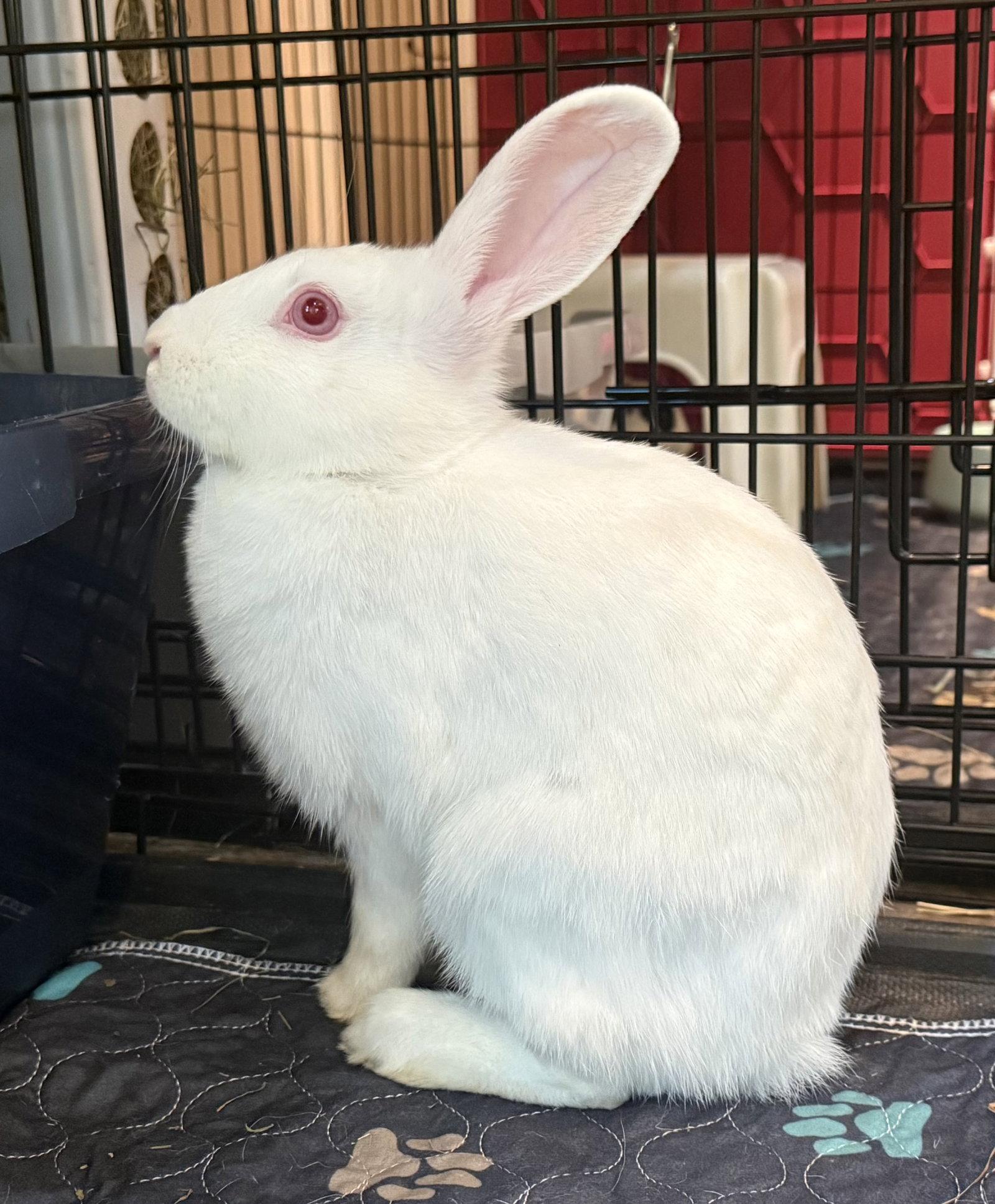 Lana, Adoptable, Young Female New Zealand.