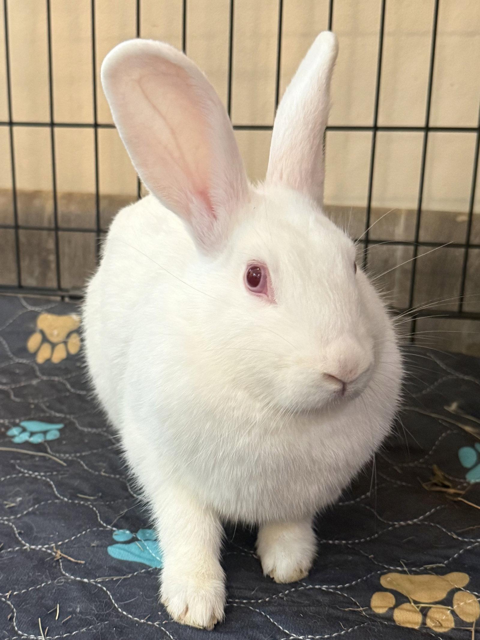 Enlarge Lana, a Adoptable New Zealand in Marshfield, WI image 2/2