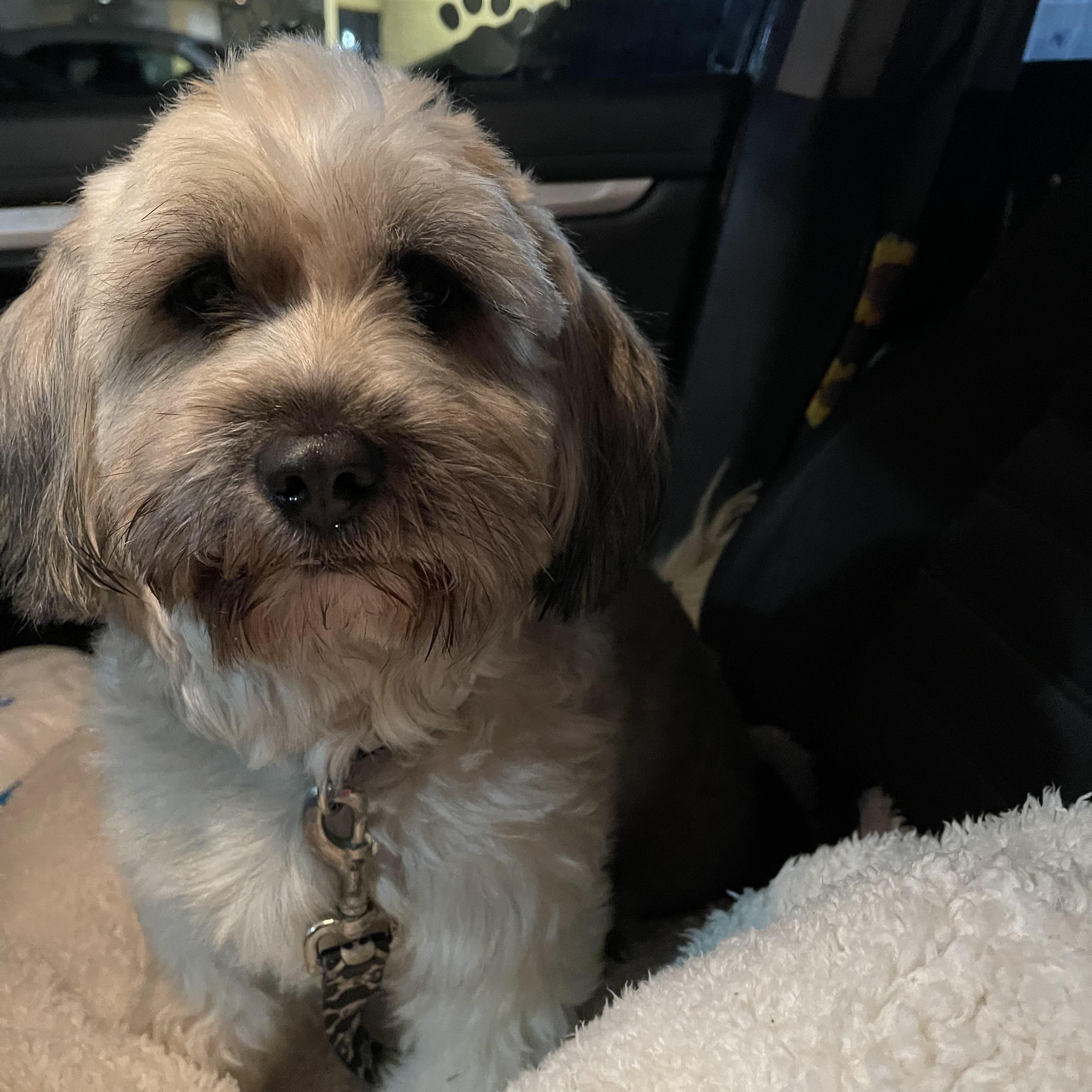 Enlarge LEVIN 2 yrs 25 pounds, a Adoptable mixed breed in Aliso Viejo, CA image 5/6