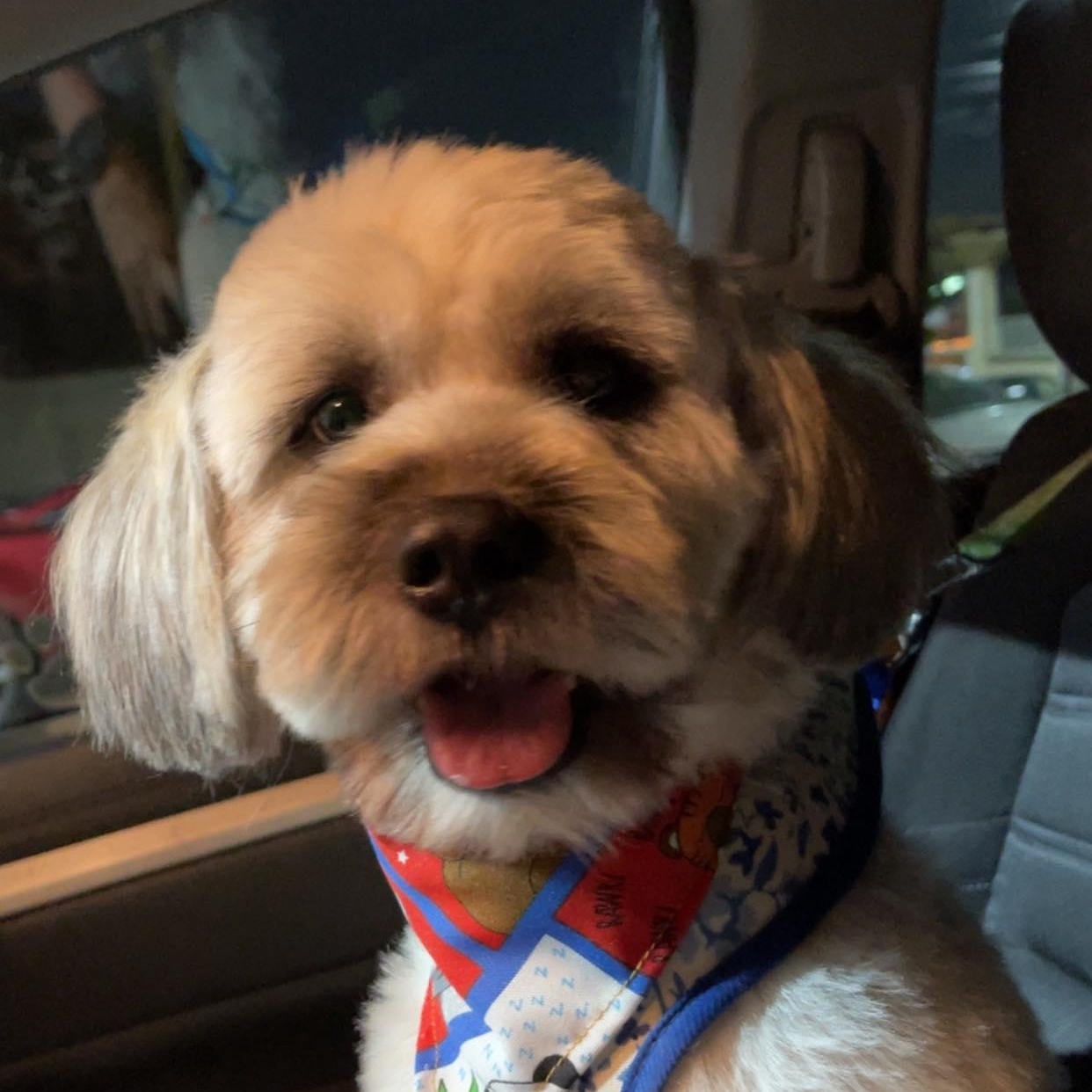 Enlarge LEVIN 2 yrs 25 pounds, a Adoptable mixed breed in Aliso Viejo, CA image 4/6