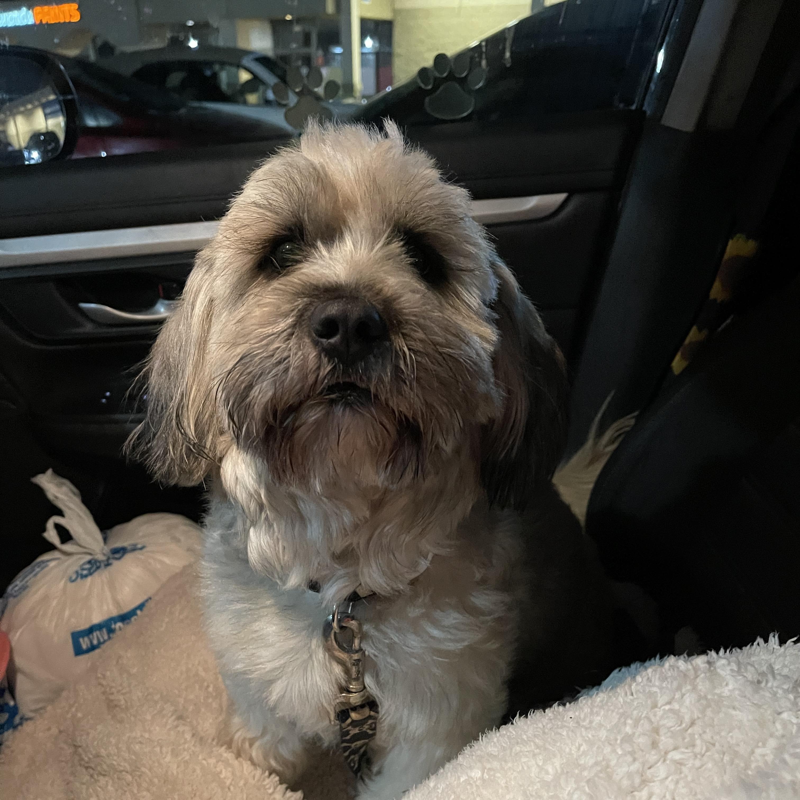 Enlarge LEVIN 2 yrs 25 pounds, a Adoptable mixed breed in Aliso Viejo, CA image 6/6