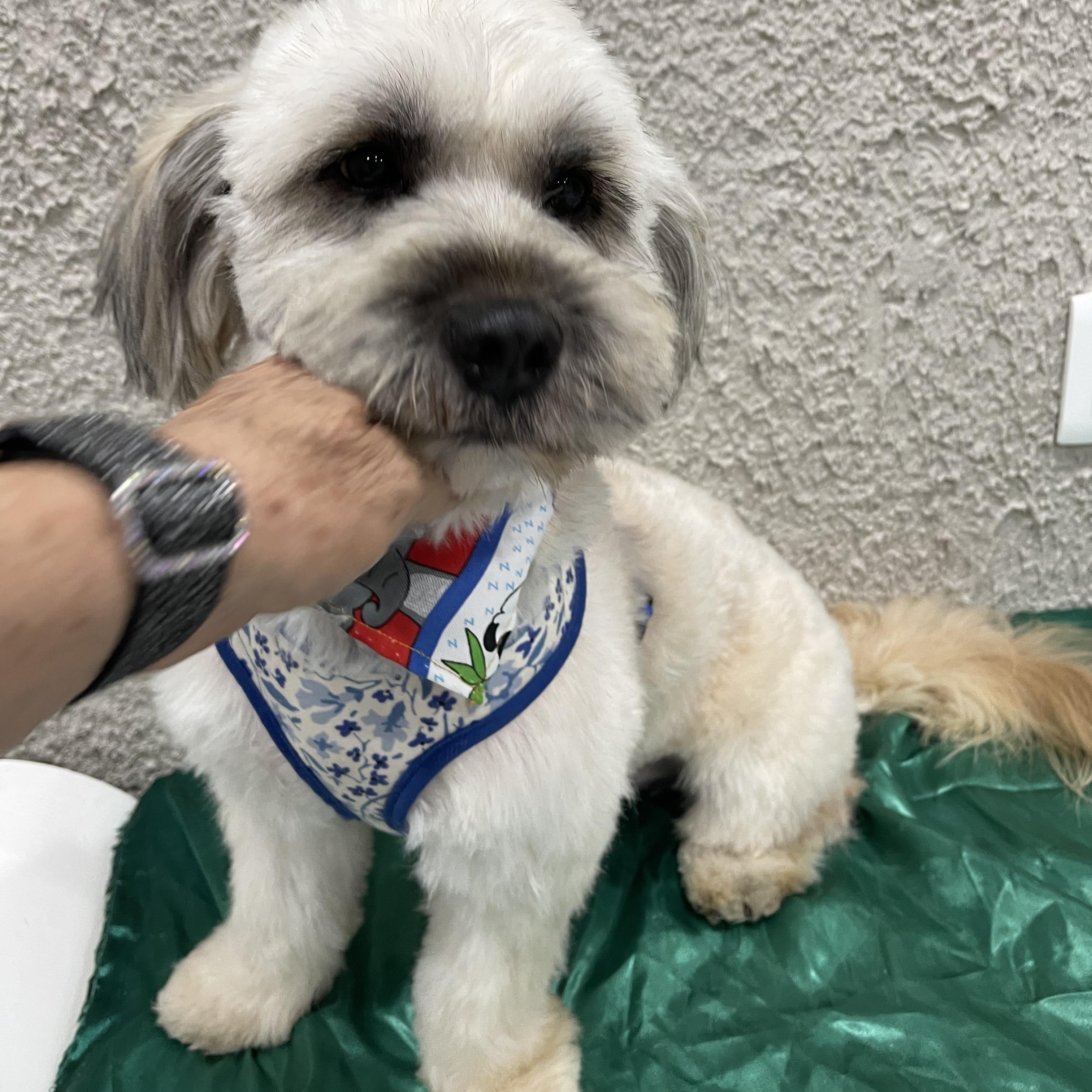 Enlarge LEVIN 2 yrs 25 pounds, a Adoptable mixed breed in Aliso Viejo, CA image 3/6