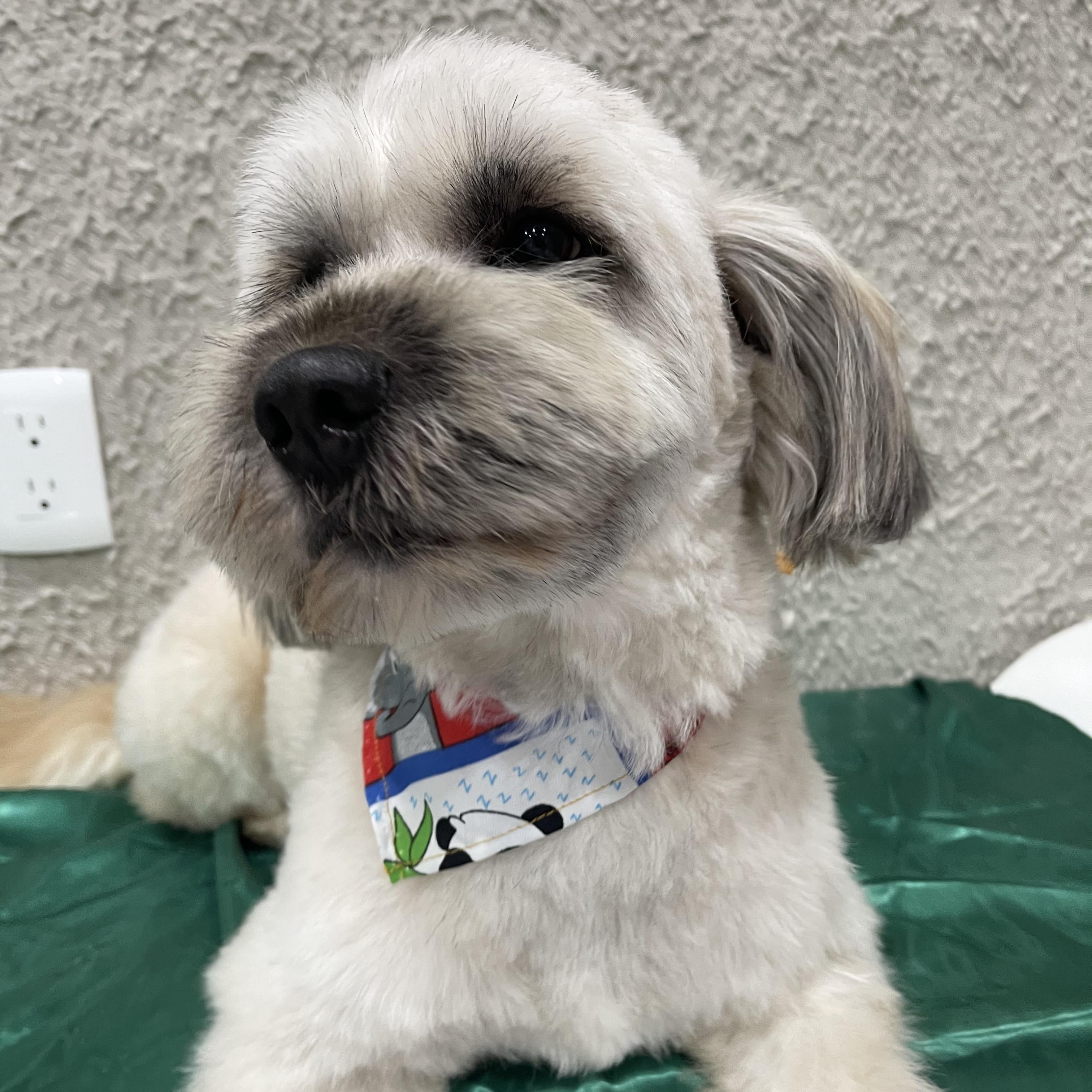 Enlarge LEVIN 2 yrs 25 pounds, a Adoptable mixed breed in Aliso Viejo, CA image 1/6