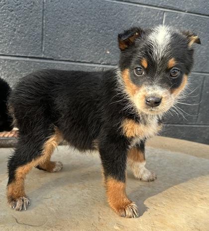Clownfish, Adoptable, Puppy Male Australian Cattle Dog / Blue Heeler & Mixed Breed.