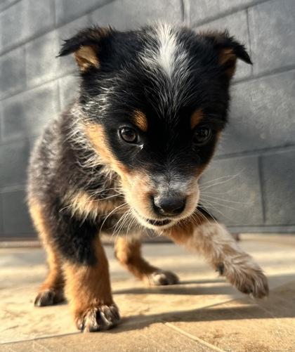 Enlarge Clownfish, a Adoptable mixed breed in Wilkesboro, NC image 2/3