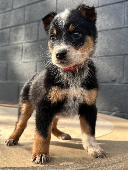 Enlarge Clownfish, a Adoptable mixed breed in Wilkesboro, NC image 3/3