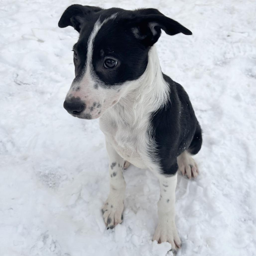 Enlarge Scout, a Adoptable mixed breed in Wadena, MN image 1/6