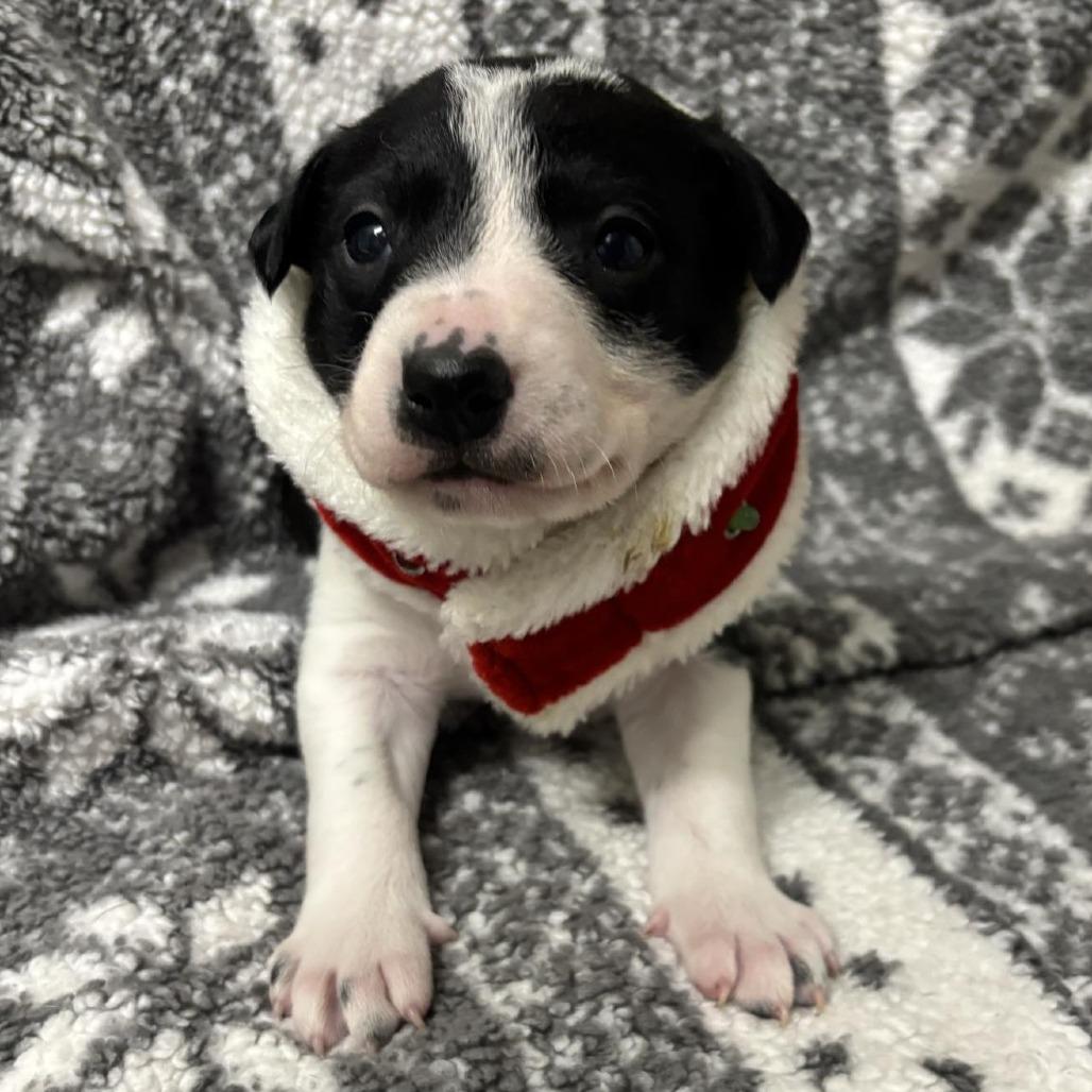 Enlarge Scout, a Adoptable mixed breed in Wadena, MN image 2/6