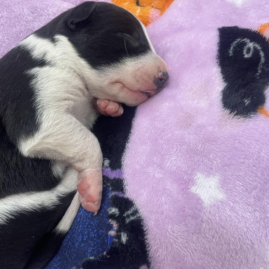 Enlarge Scout, a Adoptable mixed breed in Wadena, MN image 3/6