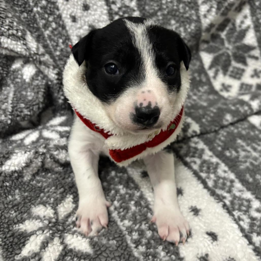 Enlarge Scout, a Adoptable mixed breed in Wadena, MN image 4/6