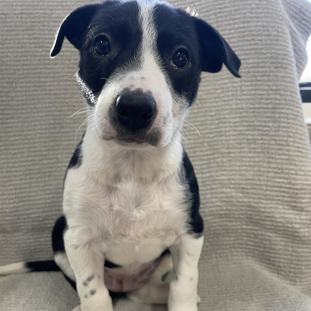 Enlarge Scout, a Adoptable mixed breed in Wadena, MN image 5/6