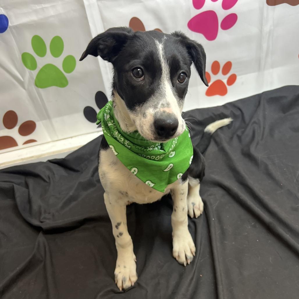 Enlarge Scout, a Adoptable mixed breed in Wadena, MN image 6/6