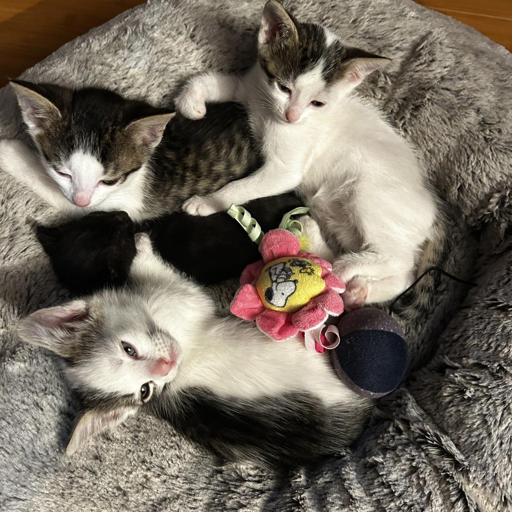 Cayenne, Adoptable, Young Female Domestic Short Hair.