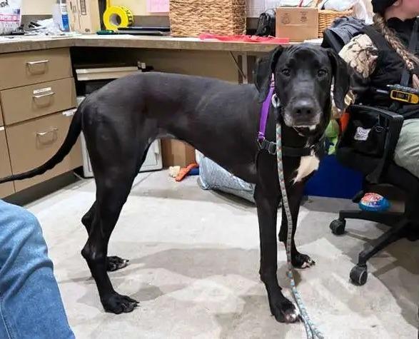 Lady, a Adoptable Great Dane in Coupeville, WA image 1/3