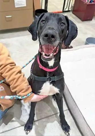 Lady, a Adoptable Great Dane in Coupeville, WA image 2/3