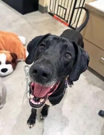 Lady, a Adoptable Great Dane in Coupeville, WA image 3/3