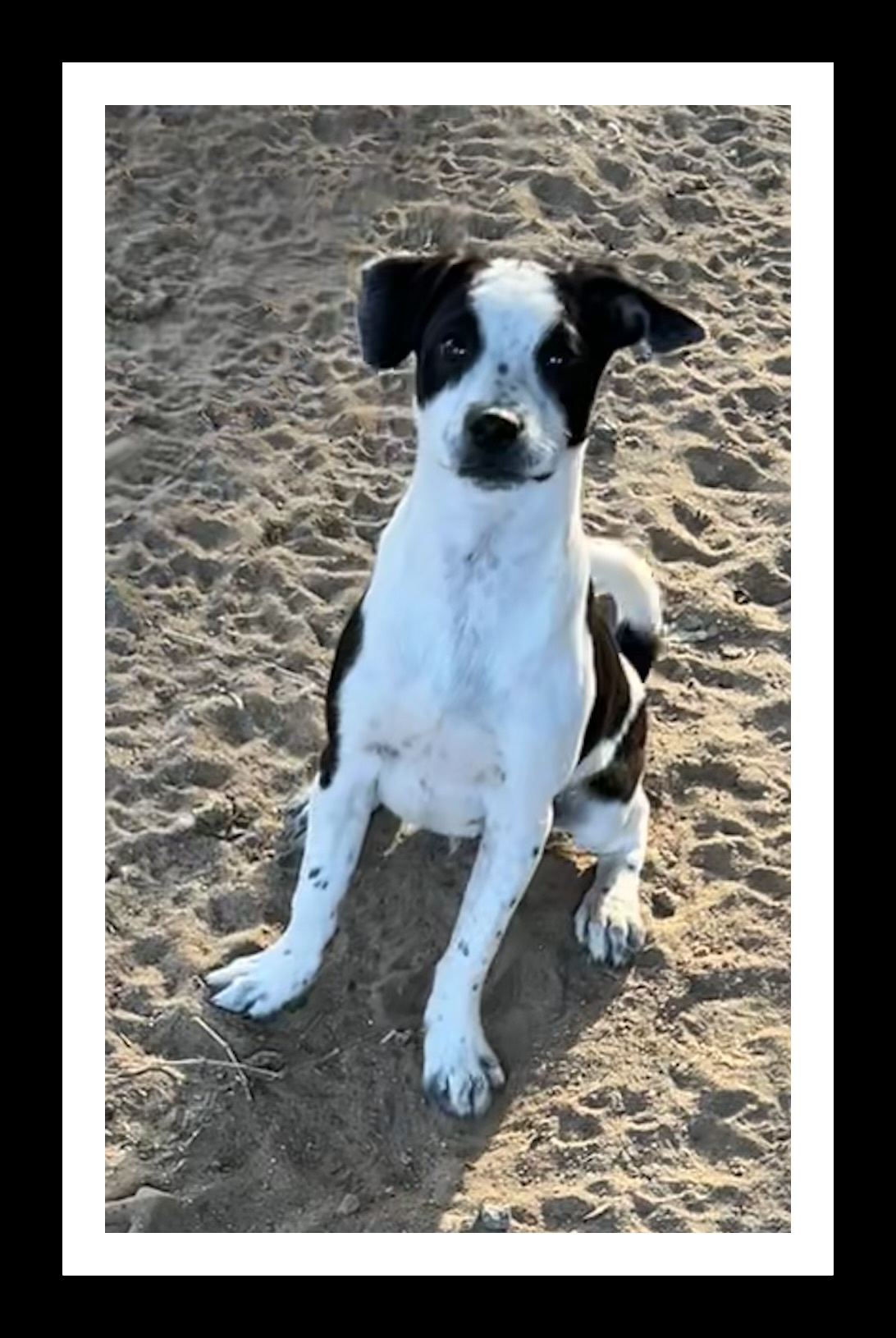 PINE ( PLEASE submit an application @ southernstaranimalrescue.org)