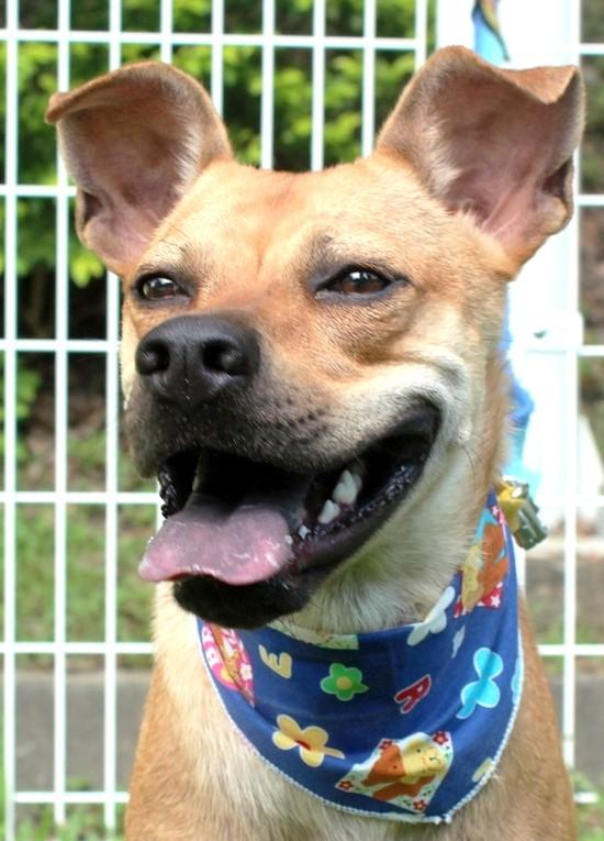 Enlarge Butter, a Adoptable mixed breed in Bellevue, WA image 6/6