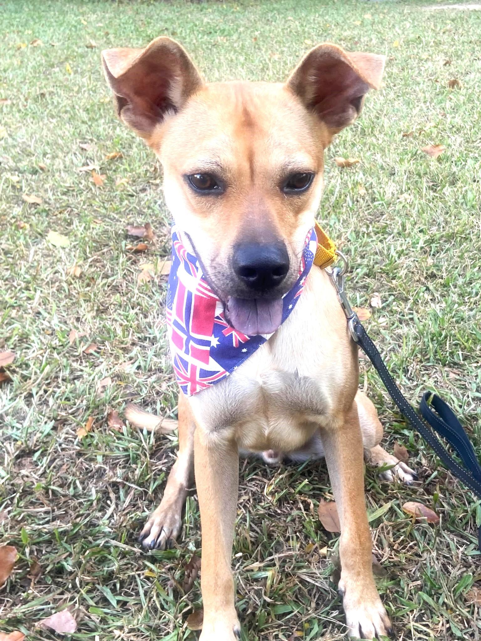 Enlarge Butter, a Adoptable mixed breed in Bellevue, WA image 3/6