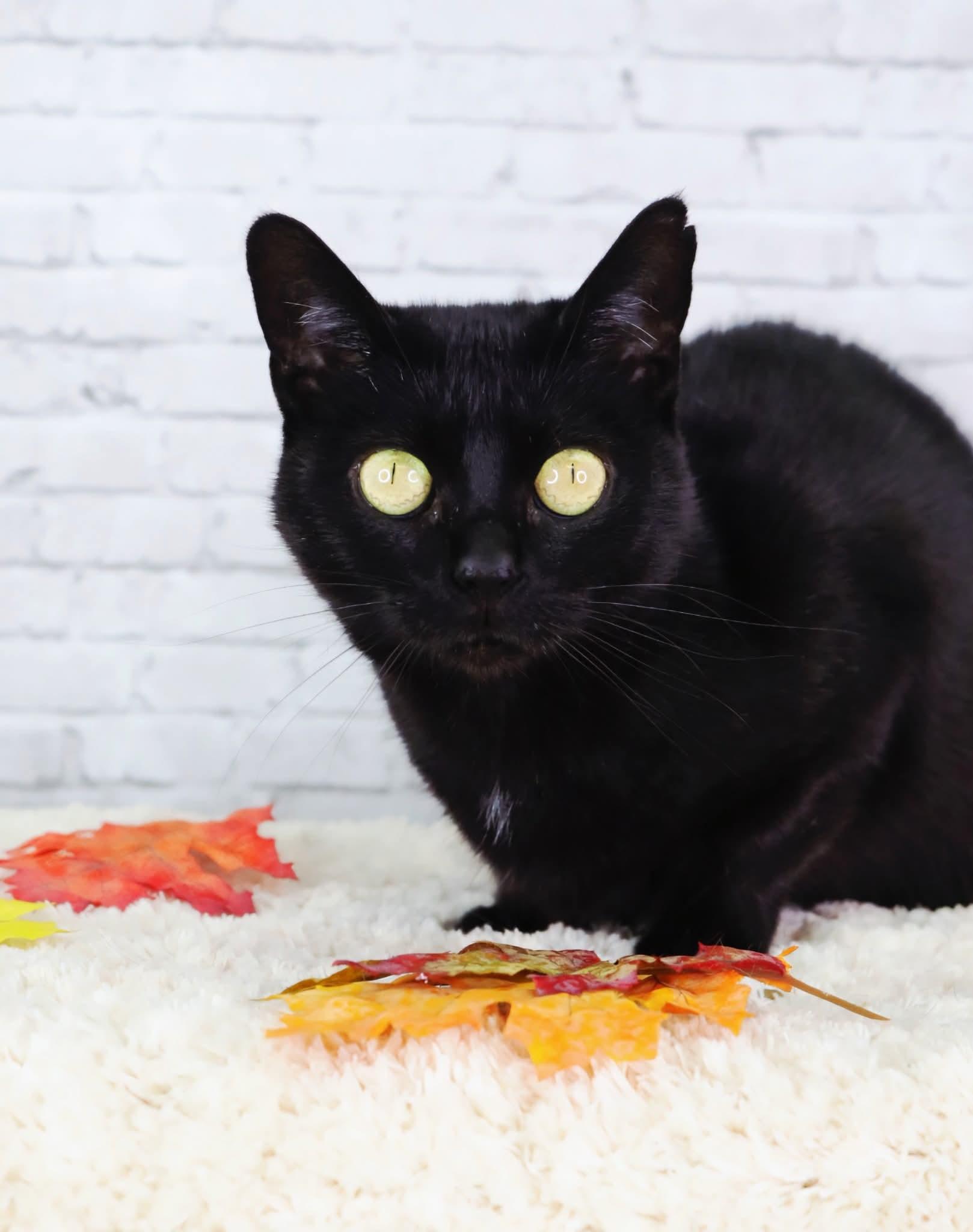 Taffy, Adoptable, Adult Female Domestic Short Hair.