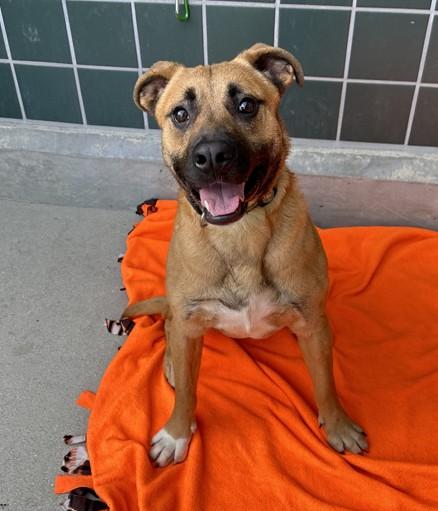 Enlarge JAZ, a Adoptable mixed breed in Rancho Cucamonga, CA image 1/1