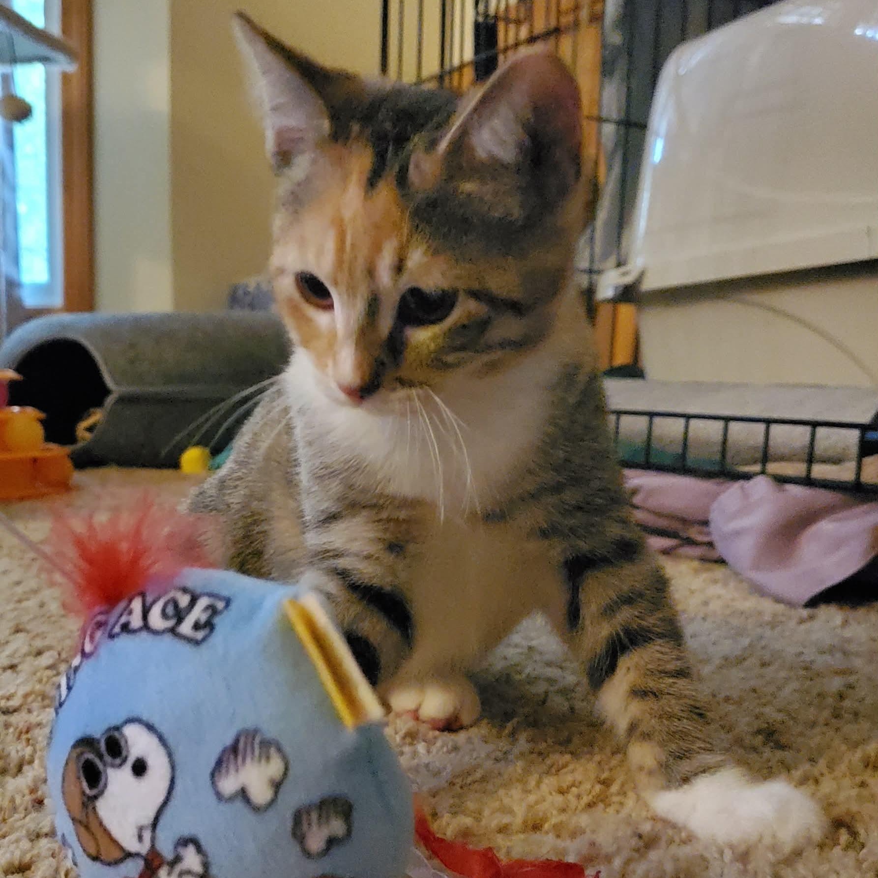 Misty, a ADOPTABLE Domestic Short Hair in Sedalia, MO image 4/4