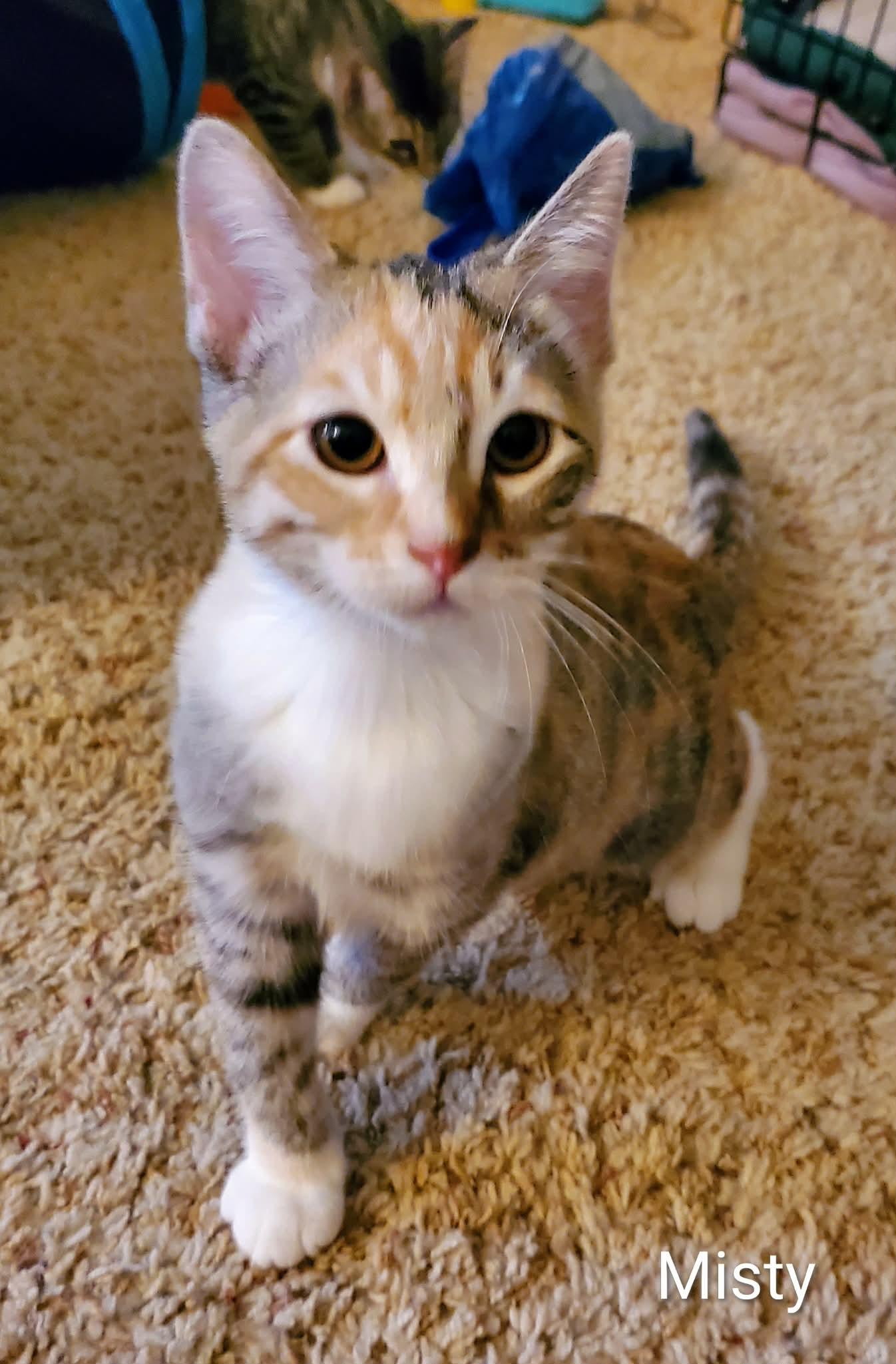Misty, a ADOPTABLE Domestic Short Hair in Sedalia, MO image 2/4