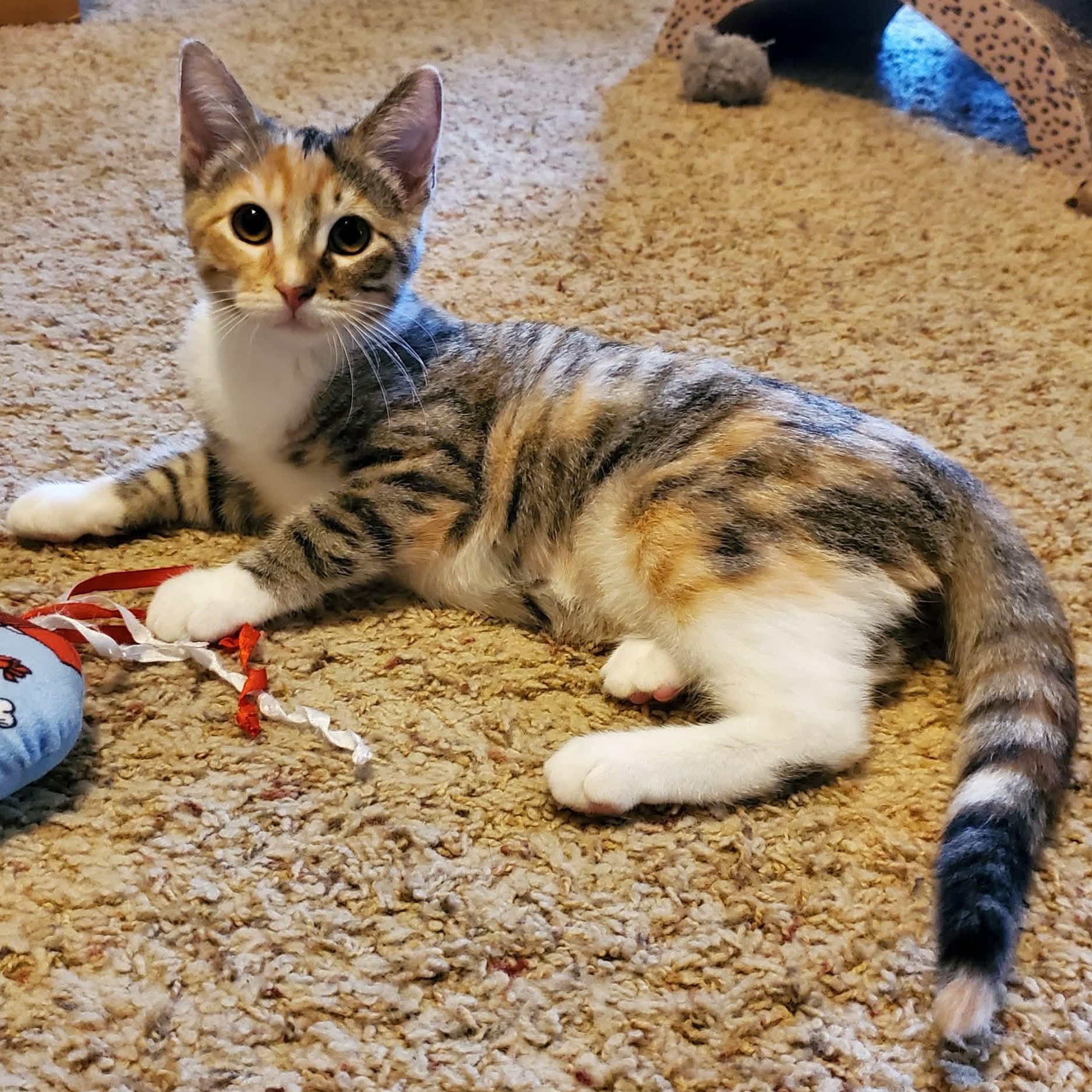 Misty, a ADOPTABLE Domestic Short Hair in Sedalia, MO image 1/4