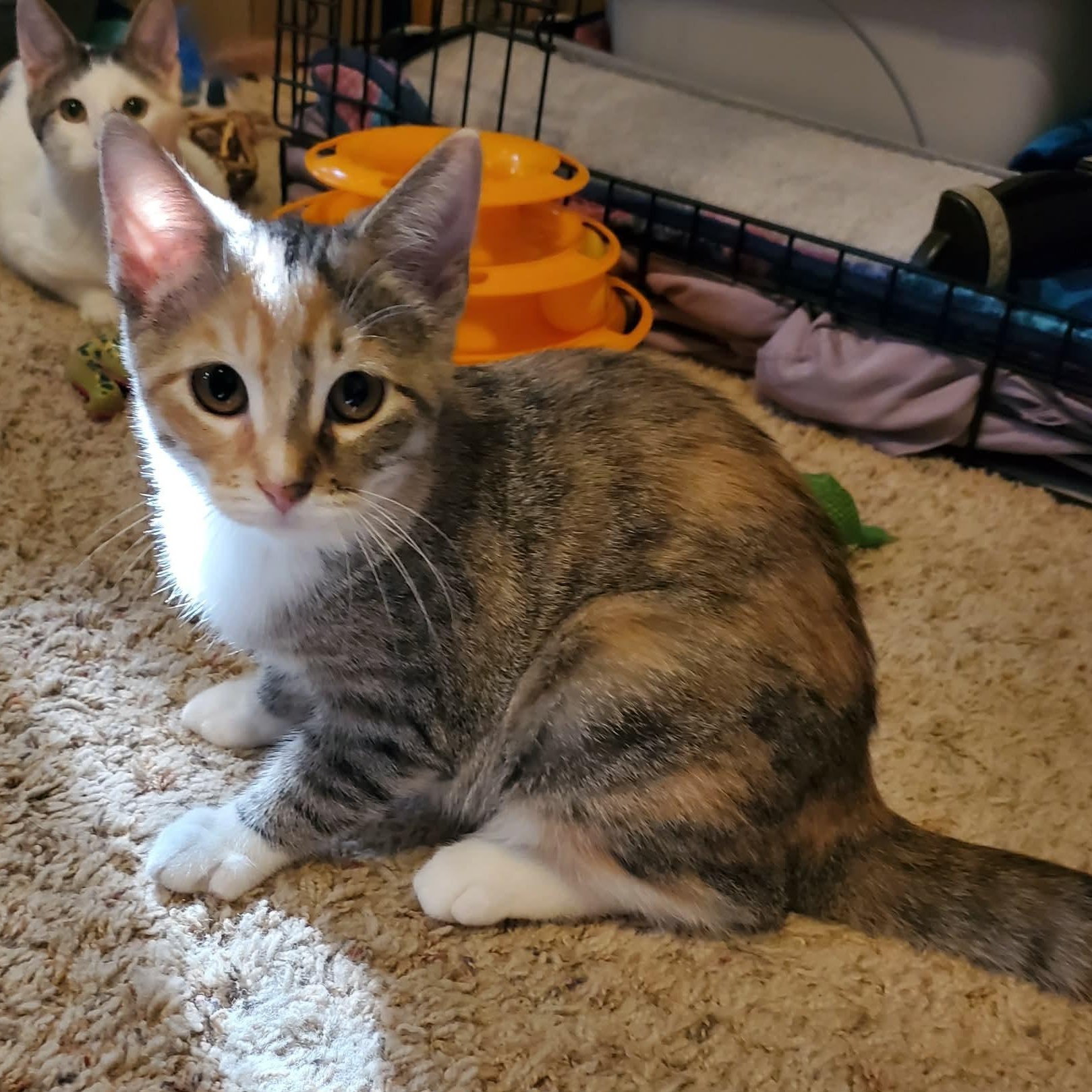Misty, a ADOPTABLE Domestic Short Hair in Sedalia, MO image 3/4