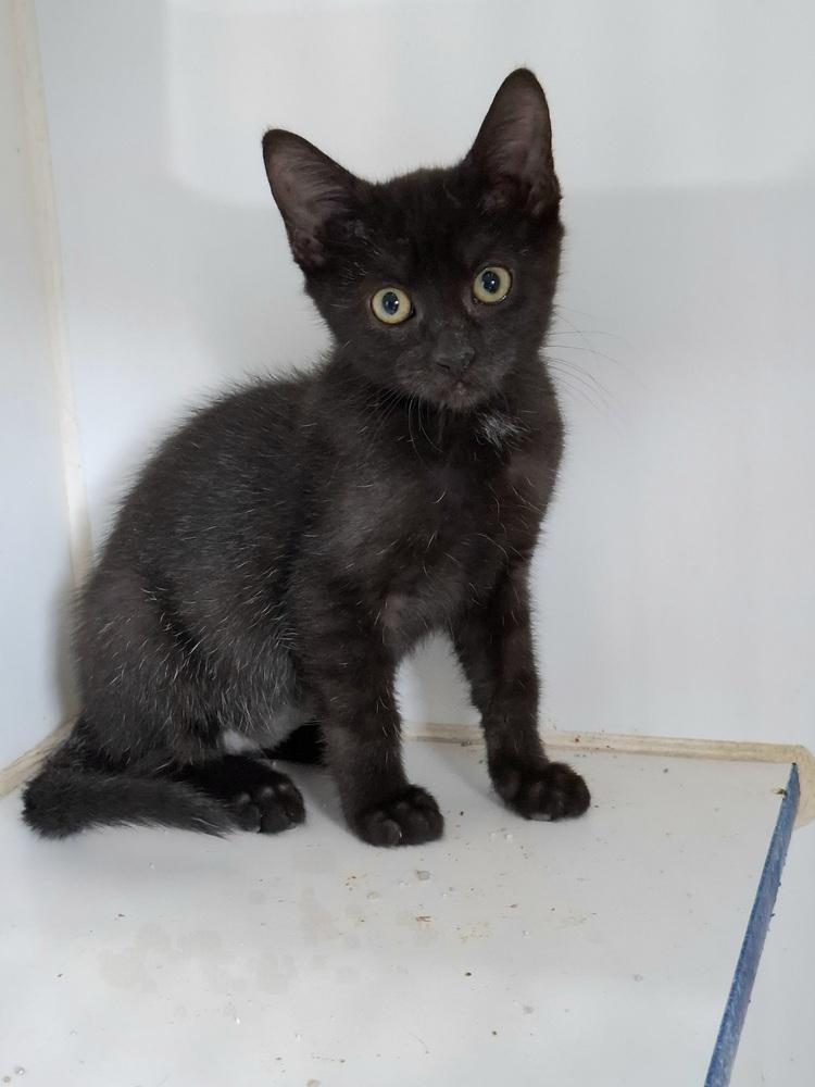 Enlarge Bruce Wayne, a Adoptable Domestic Short Hair in Lewisburg, TN image 1/2