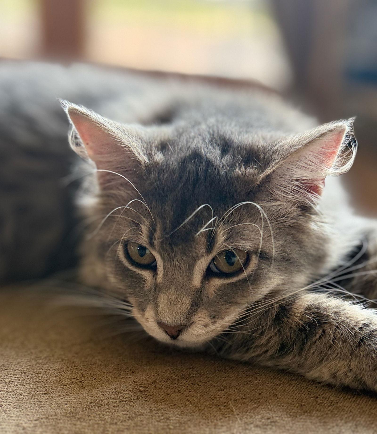 Marvin, Adopted, Young Male Domestic Long Hair.