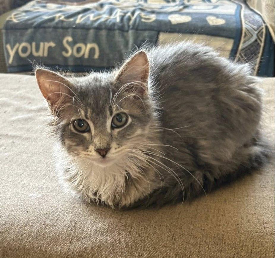 Enlarge Marvin, a Adopted Domestic Long Hair in Greenville, IL image 2/2