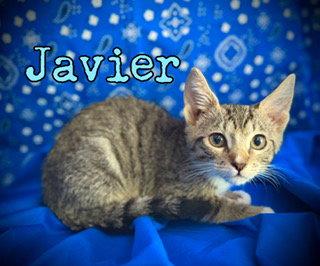 Javier, Adoptable, Kitten Male Domestic Short Hair.