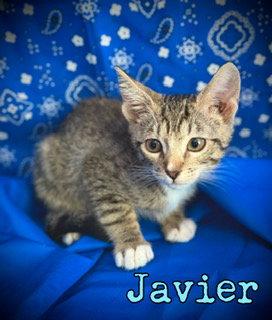 Enlarge Javier, a Adoptable Domestic Short Hair in Pleasanton, TX image 2/3