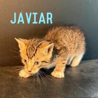 Javier, a Adoptable Domestic Short Hair in Pleasanton, TX image 1/3