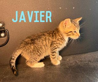 Javier, a Adoptable Domestic Short Hair in Pleasanton, TX image 2/3