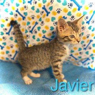 Javier, a Adoptable Domestic Short Hair in Pleasanton, TX image 3/3