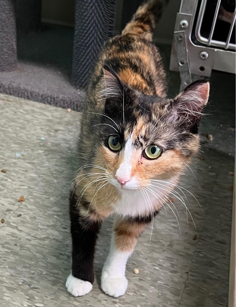Lexus, Adoptable, Young Female Domestic Short Hair.