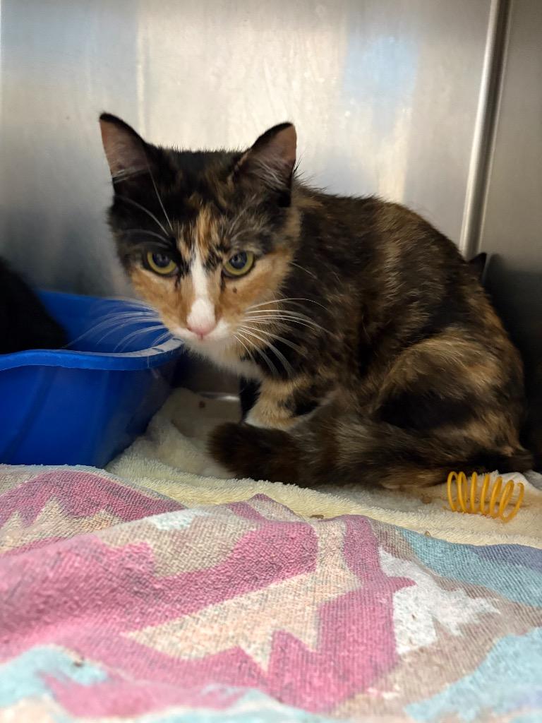 Enlarge Lexus, a Adoptable mixed breed in Ellijay, GA image 2/3