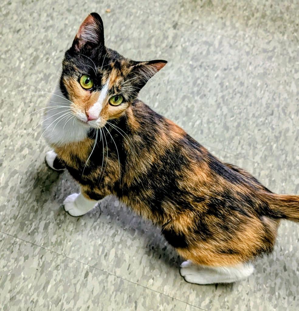 Enlarge Lexus, a Adoptable mixed breed in Ellijay, GA image 3/3