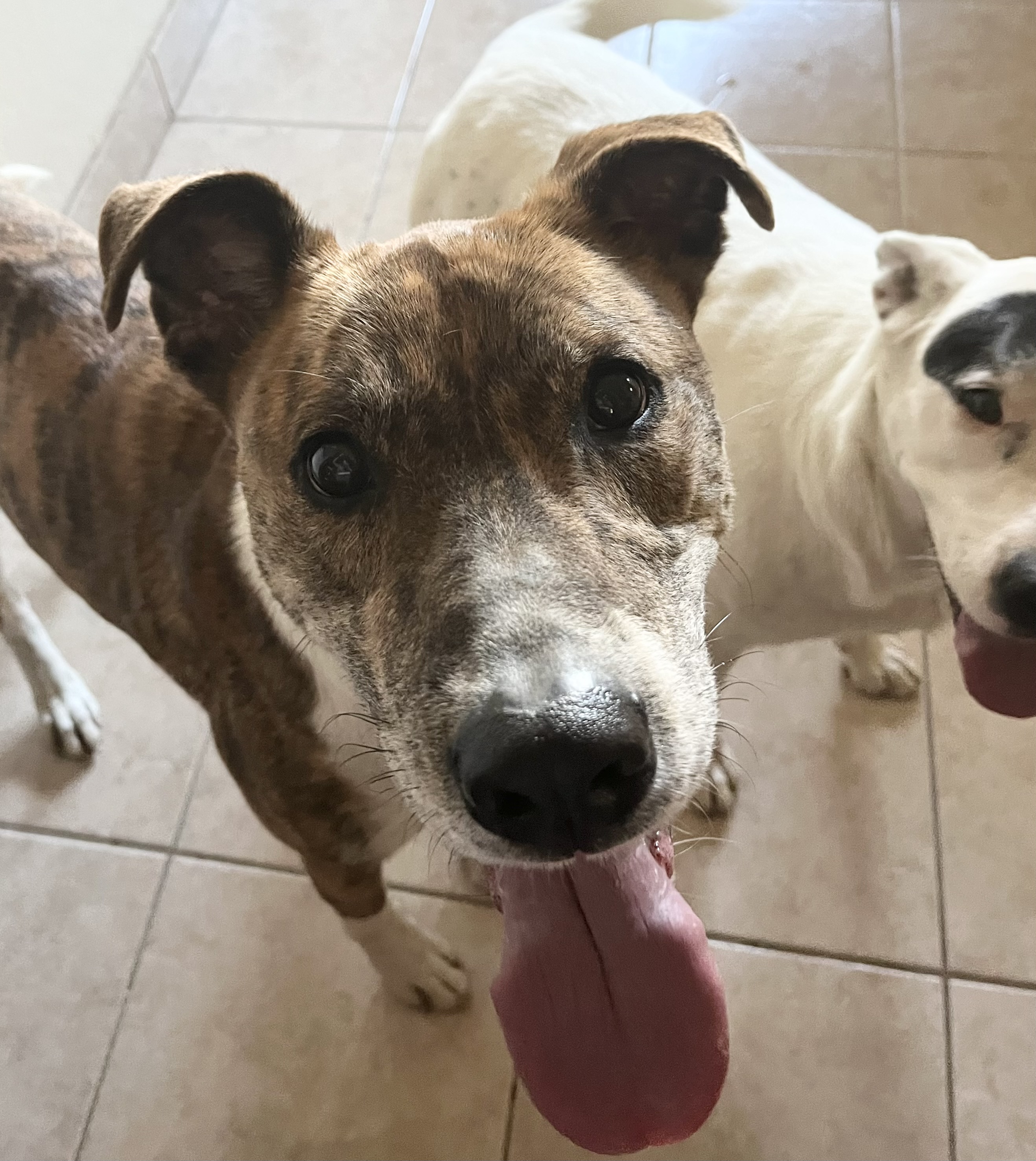 Enlarge Bernie, a Adoptable Greyhound in Stockton, CA image 2/3