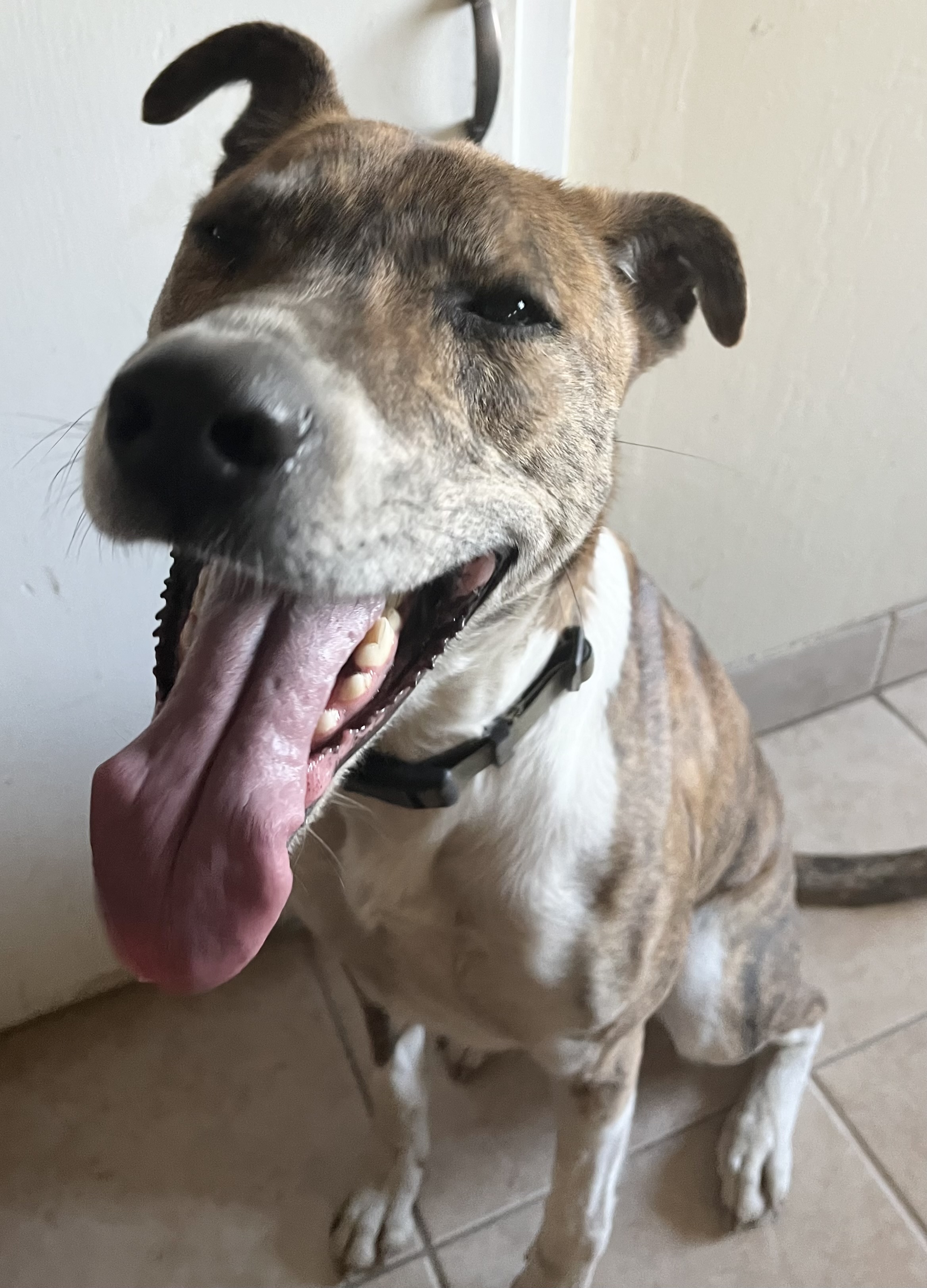 Enlarge Bernie, a Adoptable Greyhound in Stockton, CA image 1/3