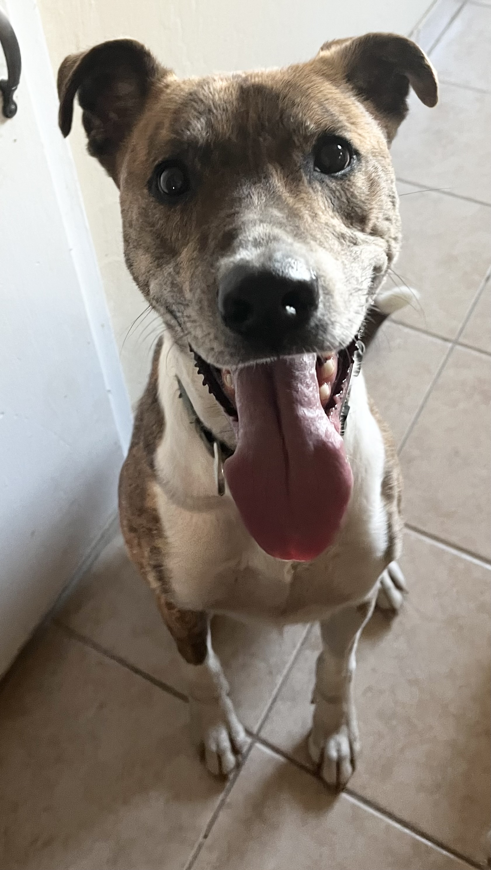 Enlarge Bernie, a Adoptable Greyhound in Stockton, CA image 3/3