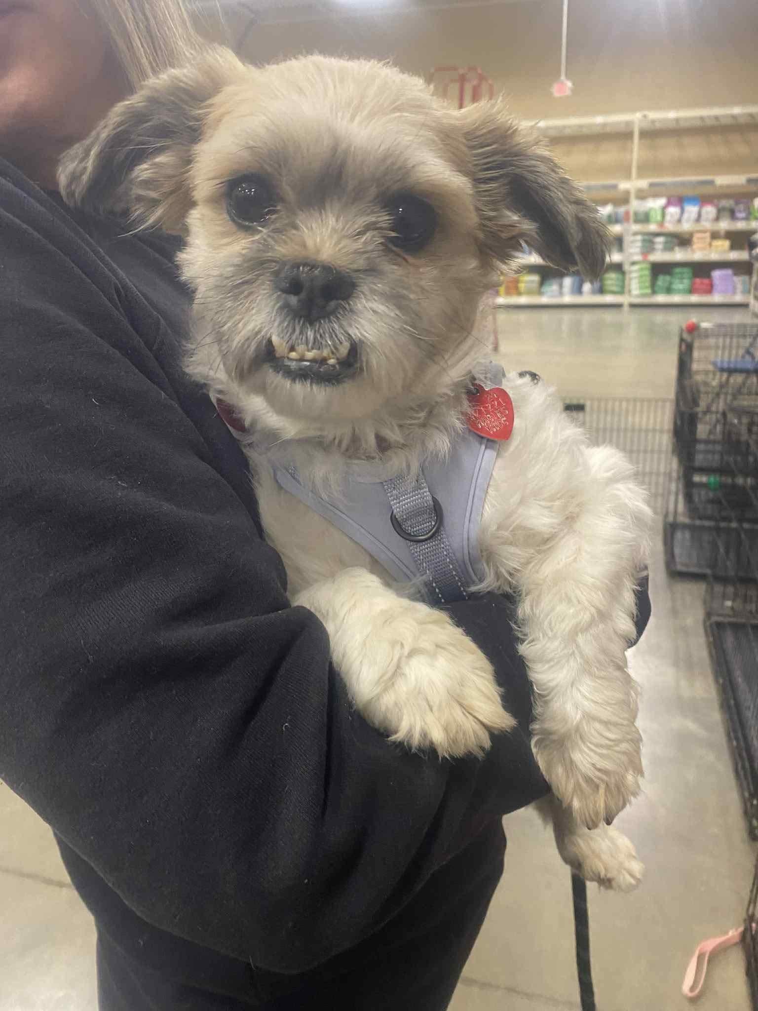 Enlarge Starkey, a Adoptable Shih Tzu in Roachdale, IN image 1/1