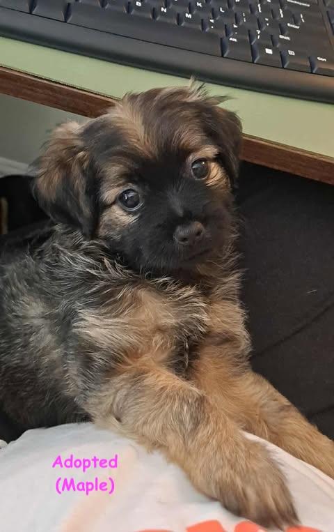 Autumn Spice Litter thumbnail 6