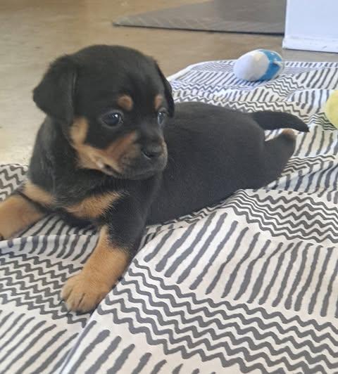 Autumn Spice Litter thumbnail 5