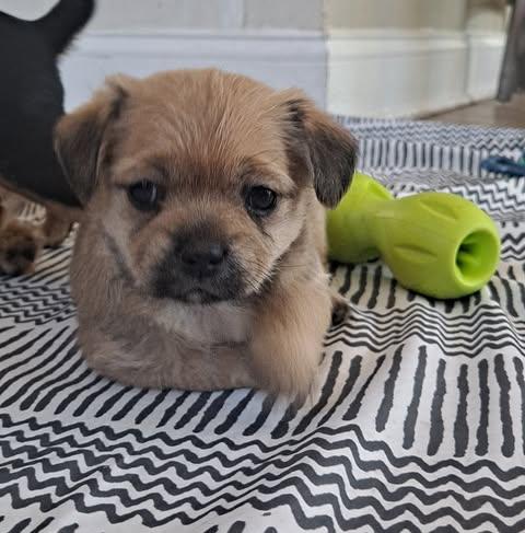 Autumn Spice Litter thumbnail 4