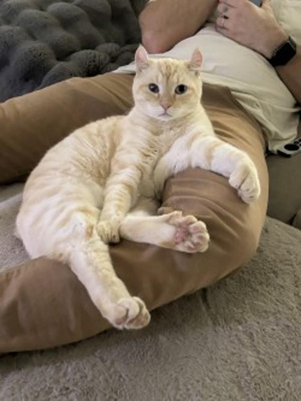 Enlarge Everest, a Adoptable mixed breed in Oceanside, CA image 1/2