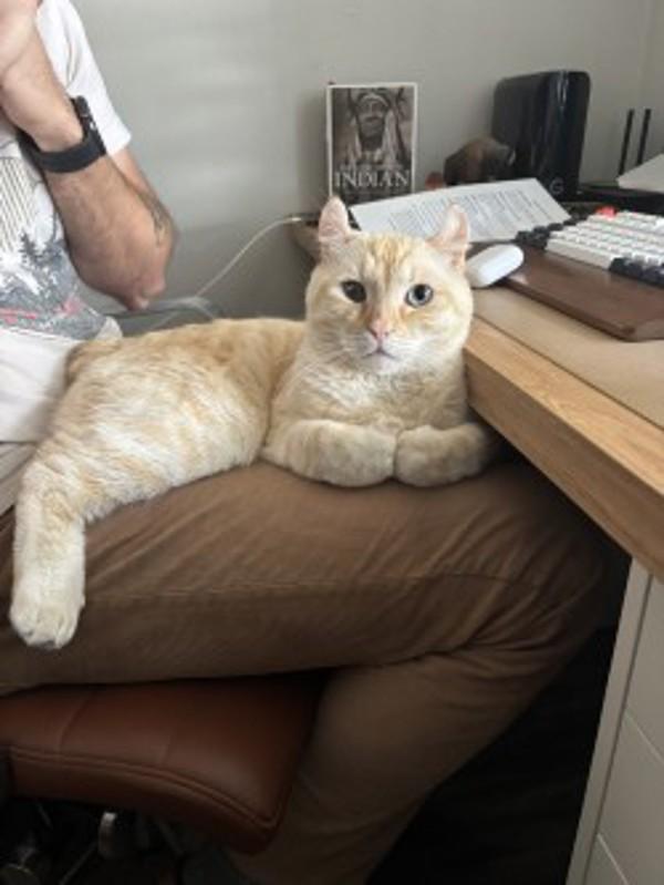 Enlarge Everest, a Adoptable mixed breed in Oceanside, CA image 2/2