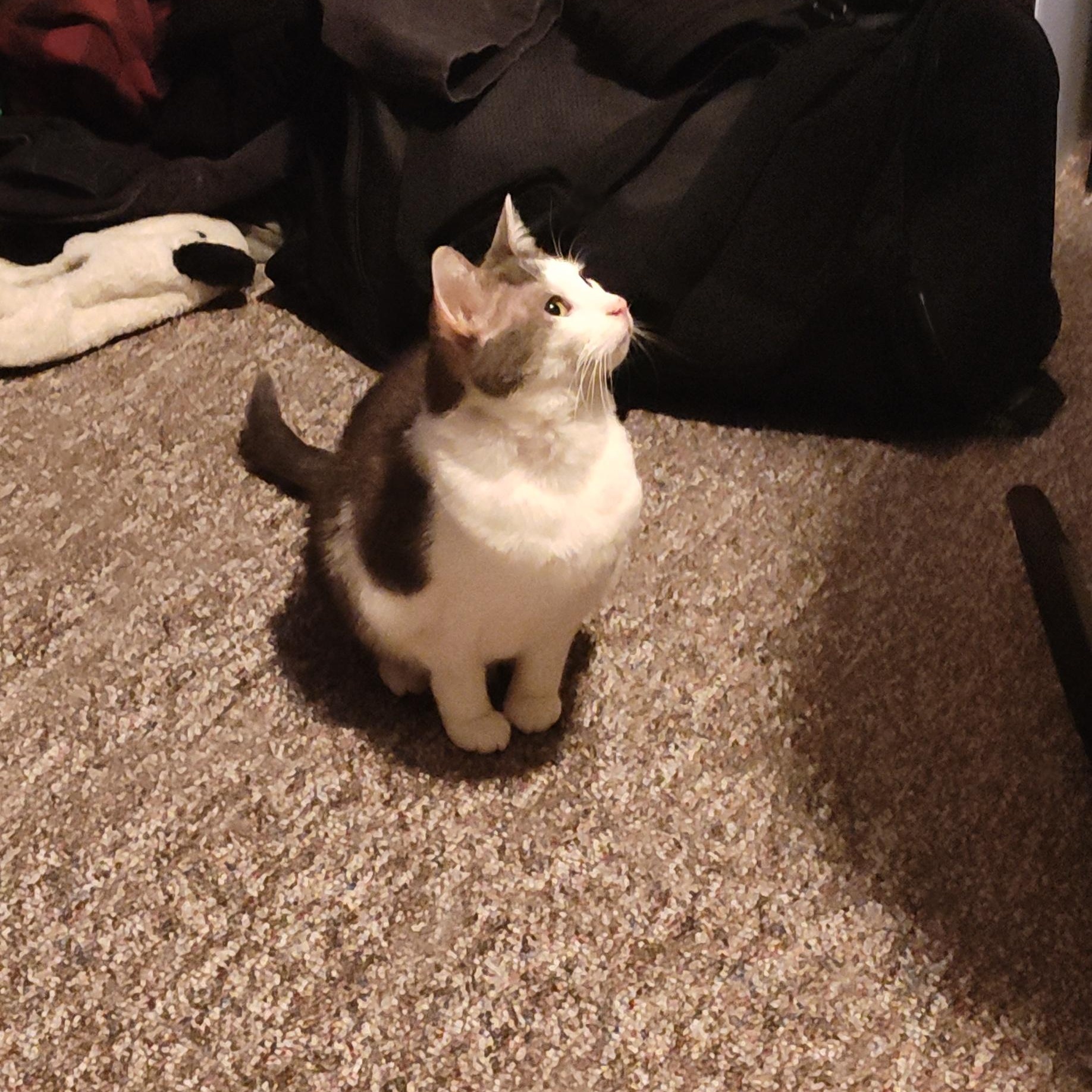 Nepeta Courtesy Listing thumbnail 2